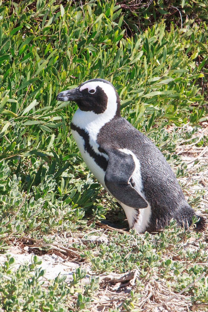 03-Jackass Penguin.jpg - Jackass Penguin